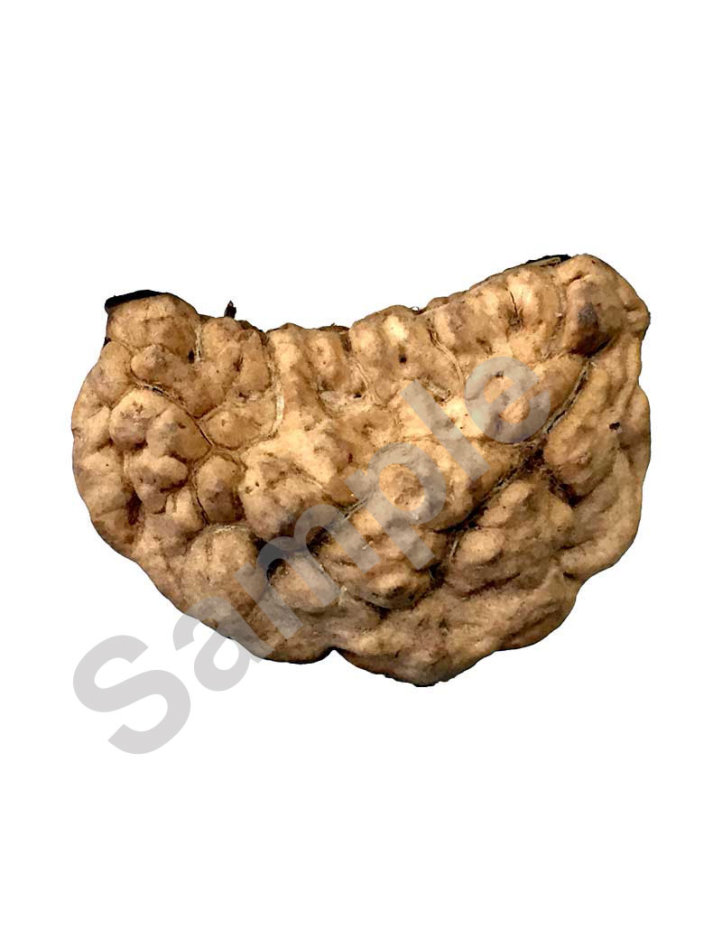1 Face/Mukhi Certified Rudraksha